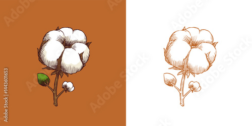 Organic cotton plant illustration. Hand drawn line wedding herb, elegant leaves and badges logo template. Vintage stamp labels for tag. Line and Ink sketch. Botanical trendy greenery. Vintage style. 