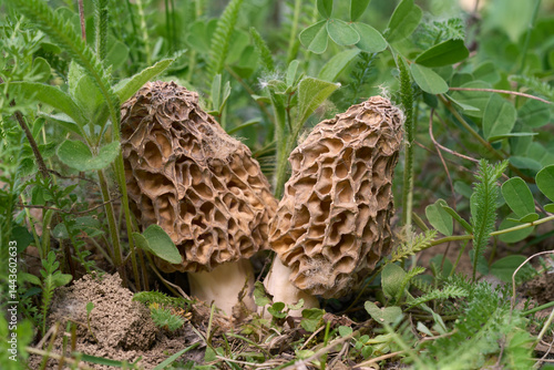 Morchella vulgaris mushroom in the plants. Two edible morel mushrooms in the oak forest.	

