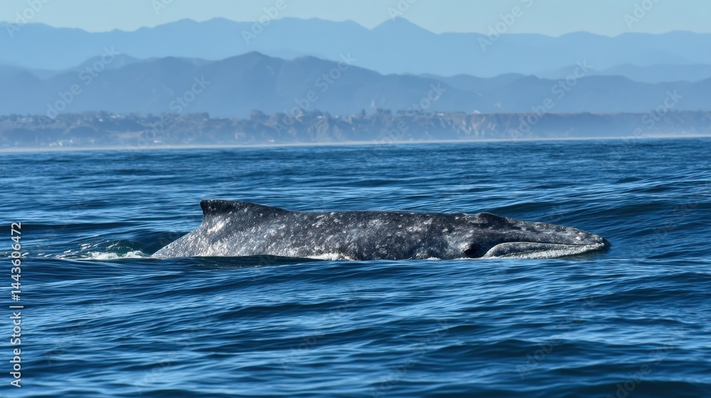 Fototapeta premium Gray Whale Emerging from the Pacific Ocean
