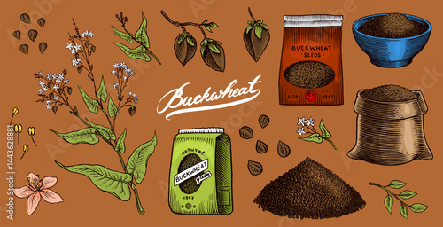  Collection of buckwheat. Engraved, hand drawn plant and buckwheat groats. Grass cereal crops outline icon set vector illustration. Ink and clipart style. Line hand drawing agriculture.