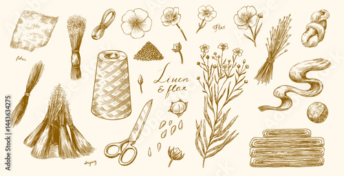 Hand drawn Linen seed and Flax flower. Vector clipart illustration. Line and Ink sketch. Hand drawn Vintage style. 