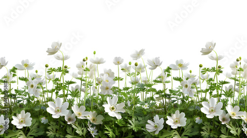 Lush Spring Forest with Vibrant White Anemone Flowers - Isolated Background