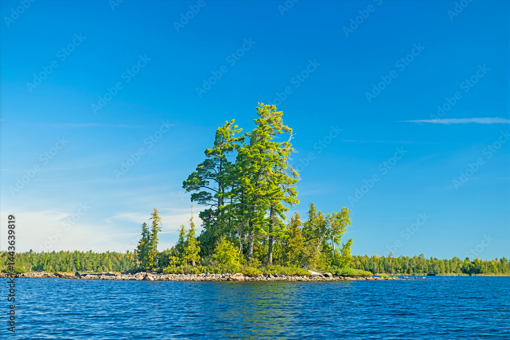 Giant White Pines Growing on a Tiny Island