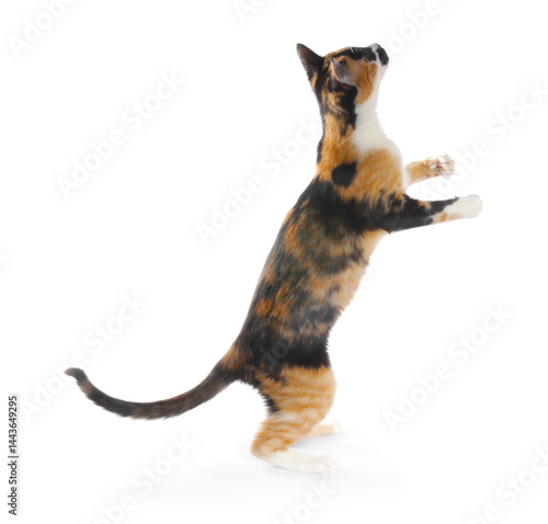 Photography Cute calico cat playing on white background