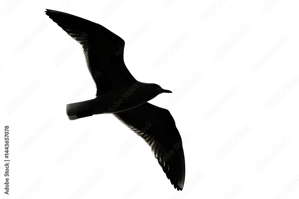 seagull in flight, seagull silhouette