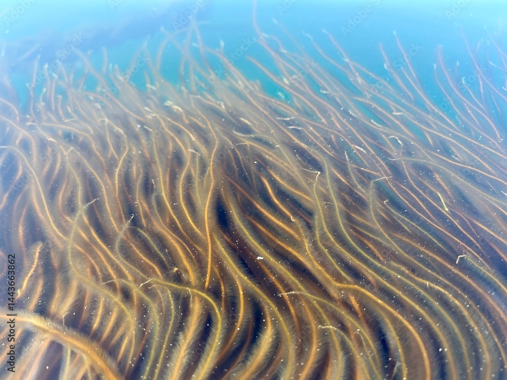 Fototapeta premium Sea grass underwater.