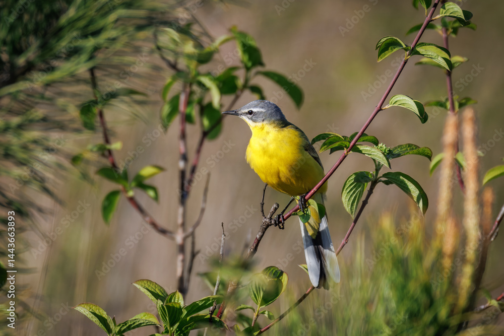 Obraz premium A male Western Yellow Wagtail sits on a thin branch of a small bush on a sunny spring evening. 