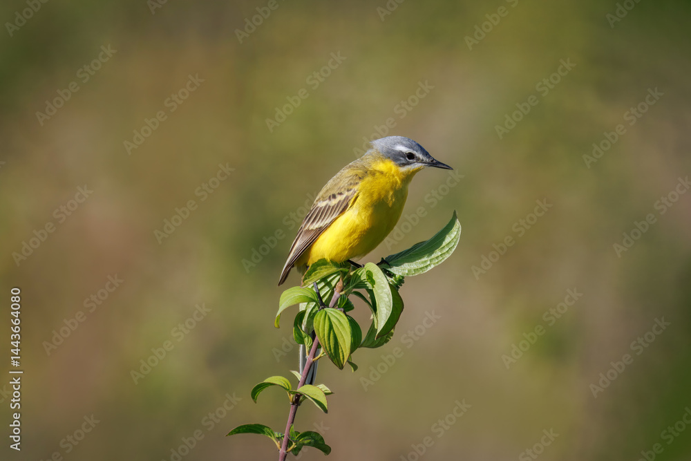 Obraz premium A close-up of a male Western Yellow Wagtail sitting on top of a bush branch on a sunny spring evening.