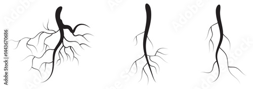 Root of the tree. Black silhouette. Vector illustration.