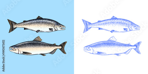 Fish sketch. Salmon fillet, ink hand drawn vector illustration. Steaks slices. Fresh product. Engraved style vintage seafood. sea food restaurant menu, cooking recipe, product package, card