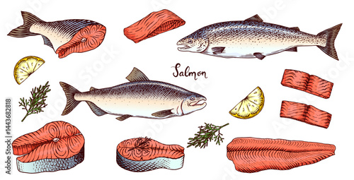 Fish sketch. Salmon fillet, ink hand drawn vector illustration. Steaks slices. Fresh product. Engraved style vintage seafood. sea food restaurant menu, cooking recipe, product package, card