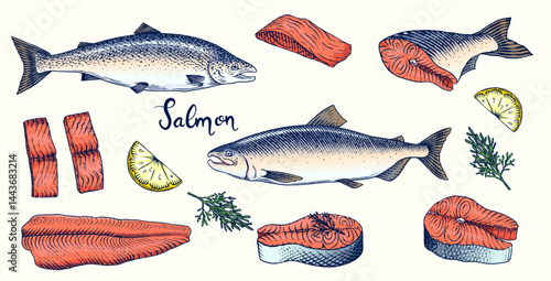 Fish sketch. Salmon fillet, ink hand drawn vector illustration. Steaks slices. Fresh product. Engraved style vintage seafood. sea food restaurant menu, cooking recipe, product package, card