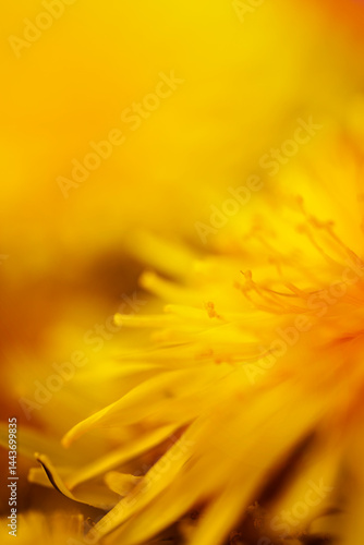 Yellow dandelion macro, background