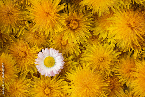 One daisy among many dandelions, viewed from above.