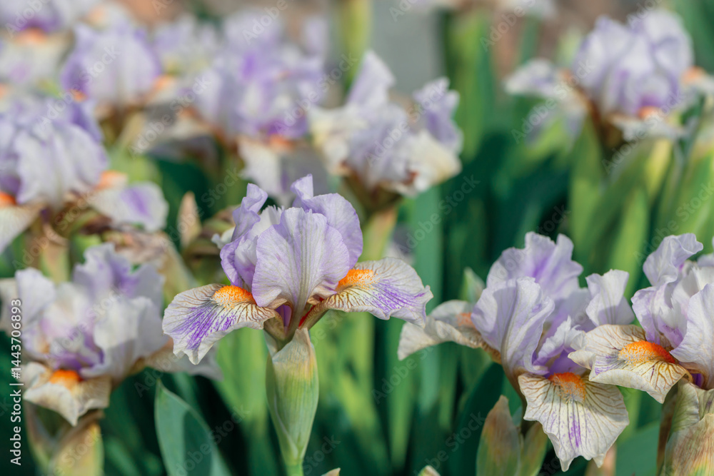 Beautiful blooming purple irises in a serene garden setting