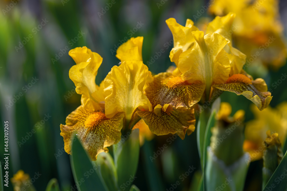 Bright yellow Iris flowers in full bloom in a garden setting