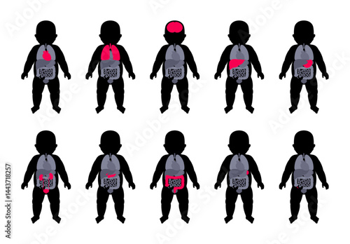 Internal organs of the child