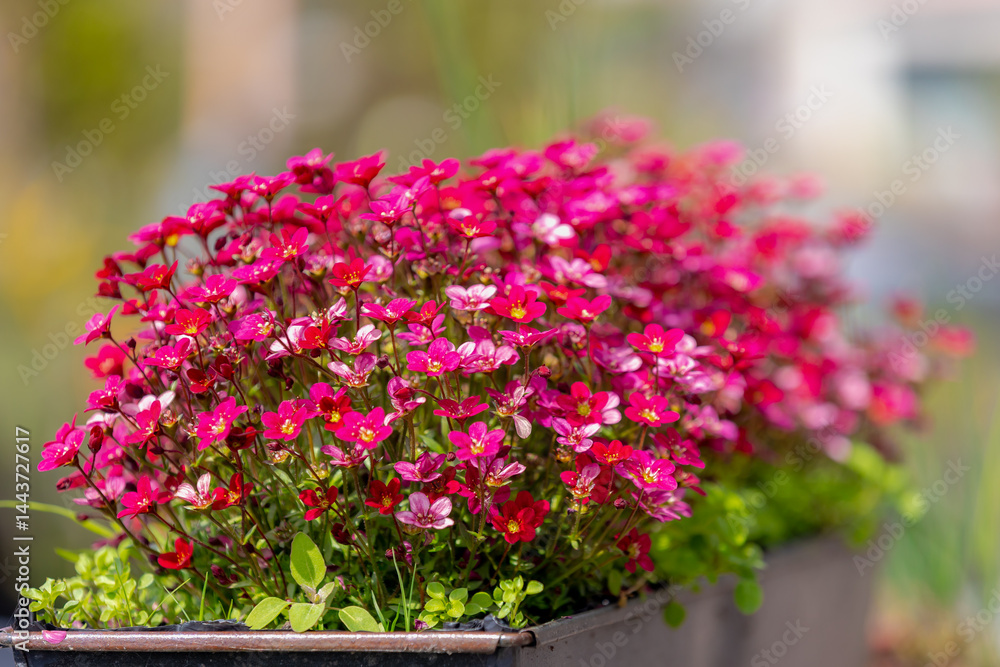 Selective focus of red pink flowers in garden, Saxifraga bryoides or known by the common name of mossy saxifrage, Saxifraga is the largest genus in the family Saxifragaceae, Natural floral background.