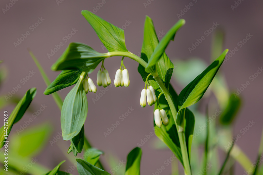 Selective focus white flowers bud of Polygonatum odoratum with green leaves, The angular or scented Solomon's seal is a species of flowering plant in the family Asparagaceae, Natural floral background