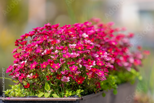 Selective focus of red pink flowers in garden, Saxifraga bryoides or known by the common name of mossy saxifrage, Saxifraga is the largest genus in the family Saxifragaceae, Natural floral background.
