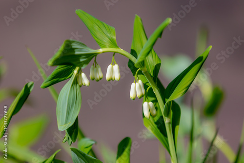 Obraz na płótnie Selective focus white flowers bud of Polygonatum odoratum with green leaves, The angular or scented Solomon's seal is a species of flowering plant in the family Asparagaceae, Natural floral background w salonie