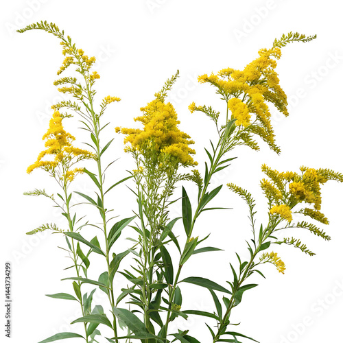 goldenrod flower in Transparent Background Three Goldenrod Plants with Vibrant Yellow Flowers Against a Transparent Background