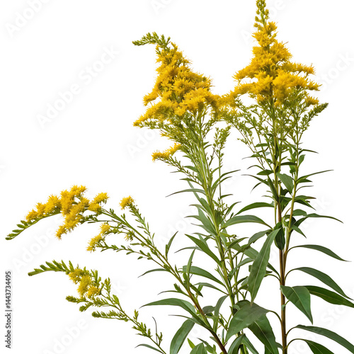 goldenrod flower in Transparent Background Goldenrod Flowers in Full Bloom Against a Transparent Background