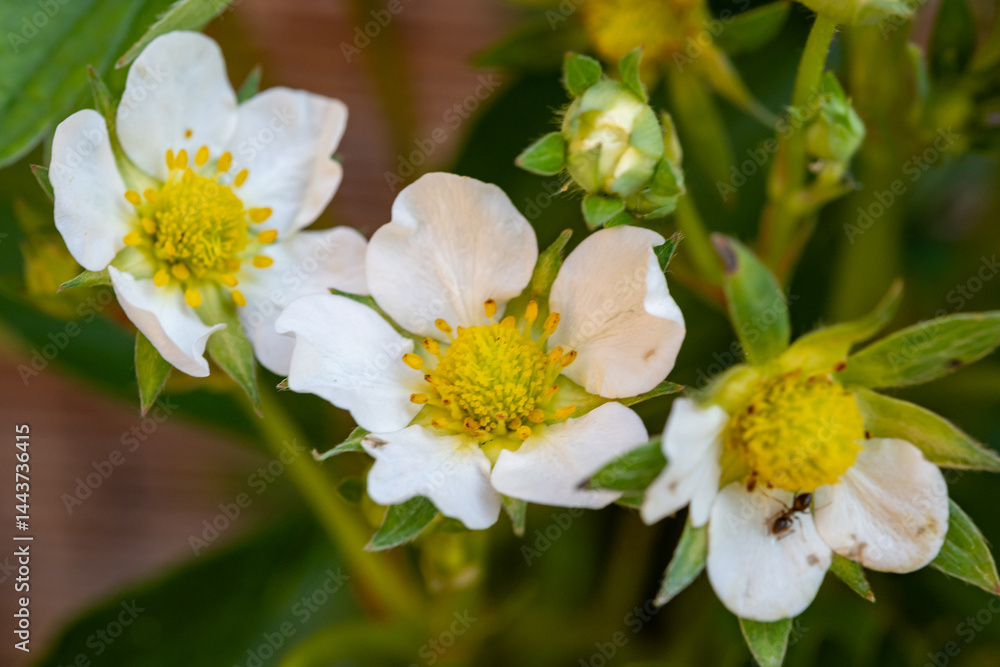 Obraz premium Spring blossom of sweet strawberry plant in organic garden, growing outdoor