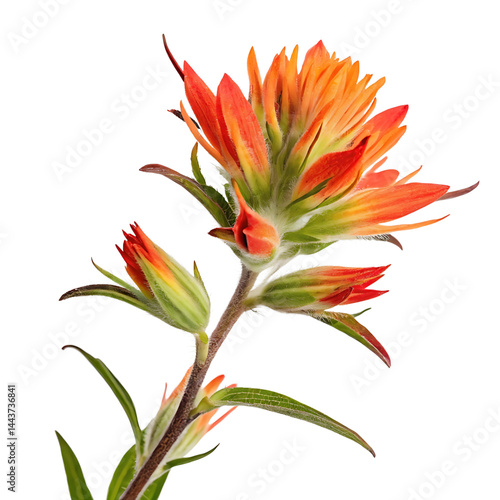 indian paintbrush flower in Transparent Background vibrant orange Indian Paintbrush flower against a Transparent Background showing intricate details of the petals, buds and stem
