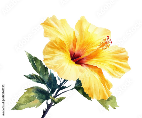 Vibrant yellow hibiscus flower nature watercolor isolated on transparent background