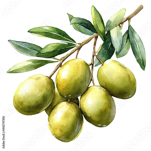 illustration of Olive Branch With Ripe Olives, watercolor vector, isolated on a white background.