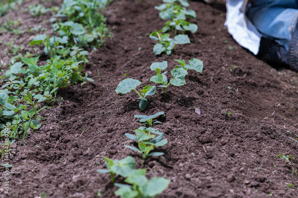 Close-up of a row of freshly planted cucumber plants in a vegetable garden Close-up of a row of freshly planted cucumber plants in a vegetable garden