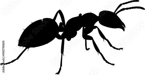 Ant vector
