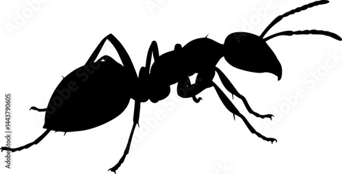 Ant vector
