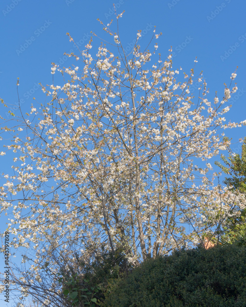 Flowering Tree in Spring Against Clear Blue Sky Flowering Tree in Spring Against Clear Blue Sky