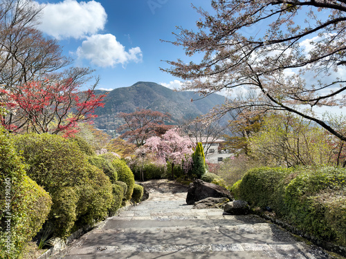 Obraz na płótnie Public park in Japan during end of cherry blossom season w salonie