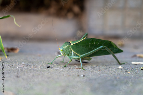 A close-up image of a green katydid insect, camouflaged as a leaf, walking on a concrete surface. The katydid’s body and wings perfectly mimic the shape and texture of a real leaf
