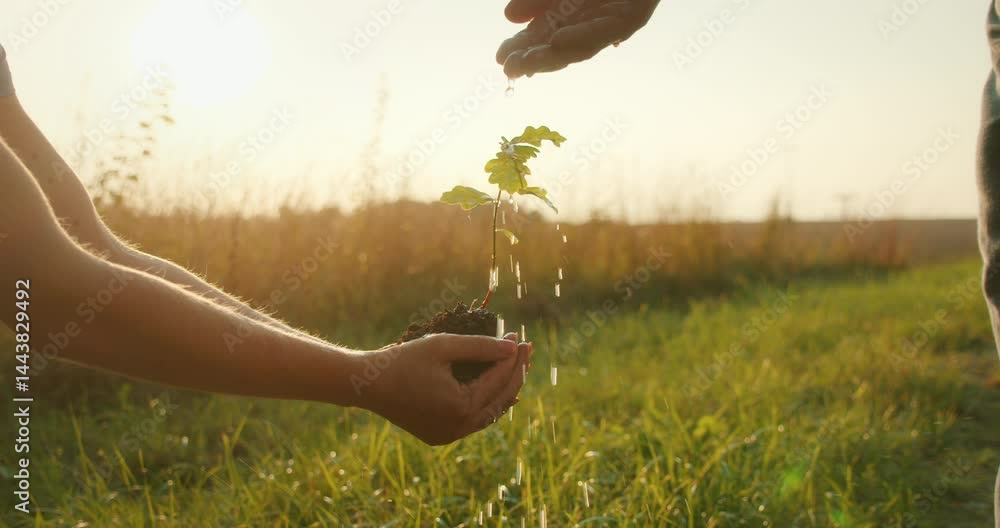 Water being poured on a small sapling held in hands at golden hour in a field