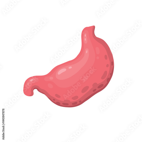Human stomach for study book isolated on white background. Stomach and digestion organ system, vector illustration
