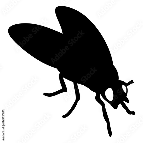 housefly