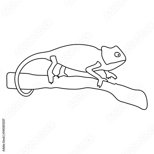 veiled chameleon