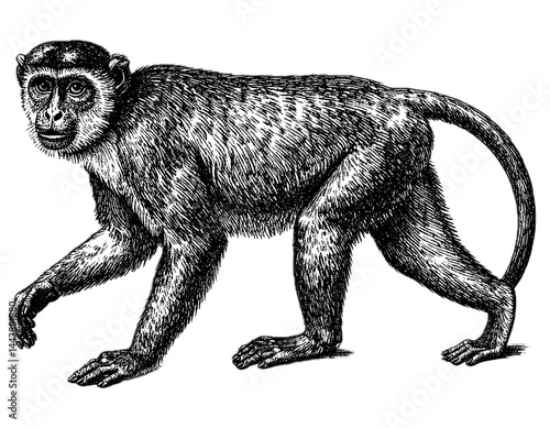 PNG Hand drawn a monkey livestock vintage animal.