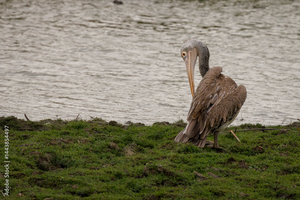 Fototapeta premium Spot-billed pelecan