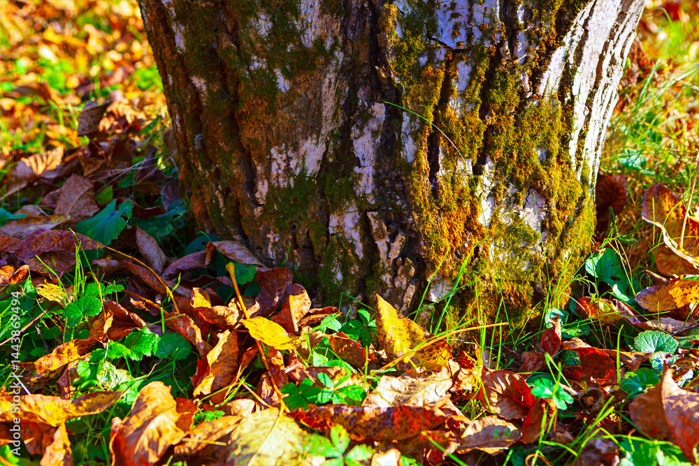 Tree trunk covered in green moss stands in forest clearing, surrounded by fallen autumn leaves. Ground is dotted with patches of grass, illuminated by soft sunlight filtering through the trees