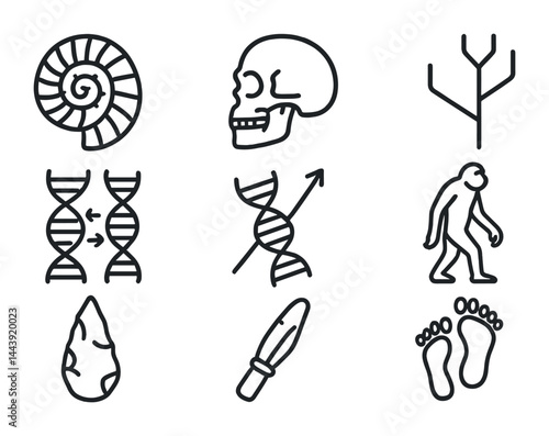 Evolution and archaeology line icons set – outline style history, fossils, and anthropology symbols for educational resources: fossil, skull, phylogenetic tree, dna, arrowhead.