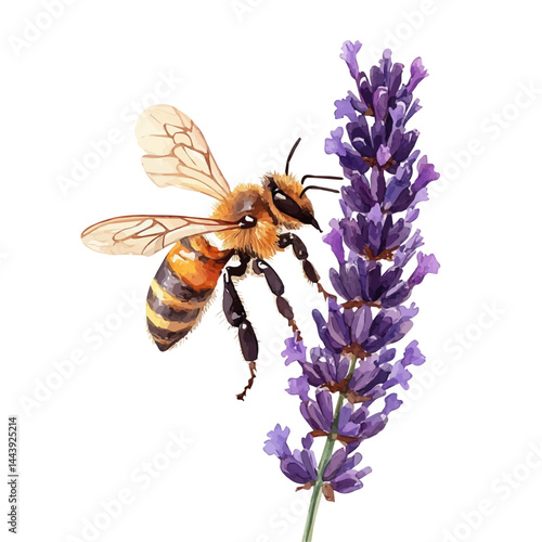 watercolor of Honeybee On A Lavender Plant, vector, isolated on a white background.