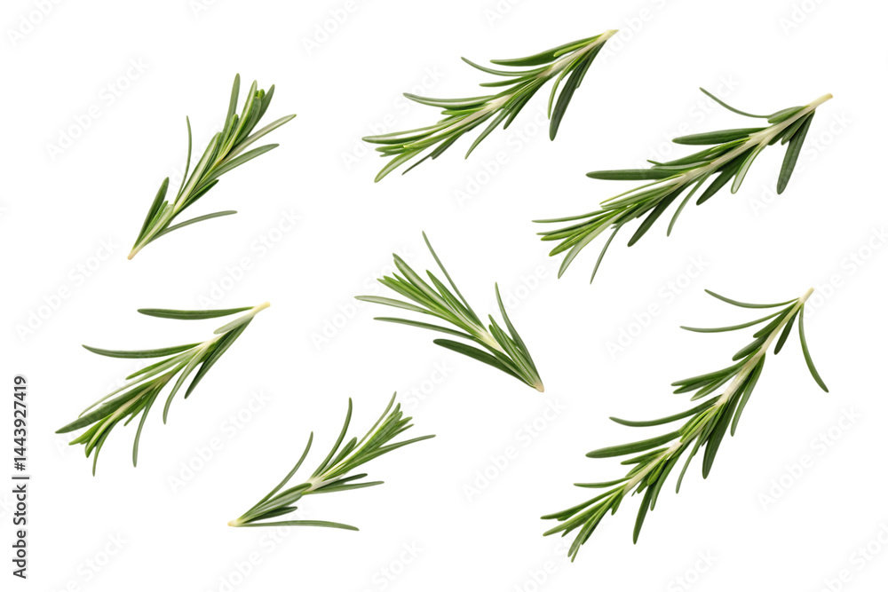 Obraz premium Fresh Rosemary Sprigs Vibrant Green Herb Culinary and Aromatic Detailed