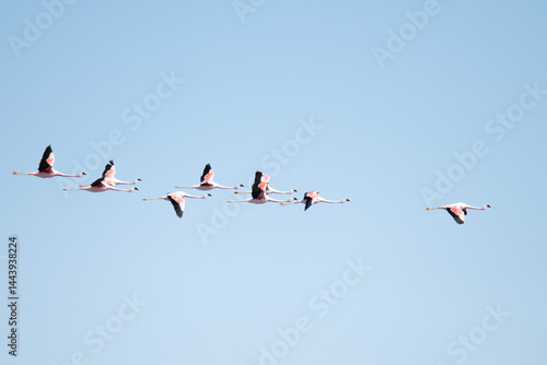 Flamingos Flying in Linear Formation Across the Sky