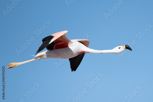 Flamingo Flying Across Clear Blue Sky in Close-Up