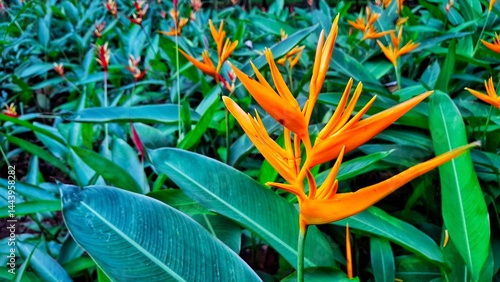 Heliconia psittacorum (Heliconia psittacorum webus) is a species of flowering ornamental plant. genus of single-flowered plants in the Heliconiaceae family.